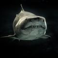 shark!!!